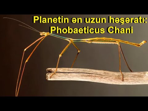 Video: Planetin ən uzun adı