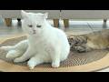 妹猫がうざ絡みしてきた時の姉猫の顔がこちらです！笑
