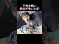 子犬を想い母犬が歩いた朝