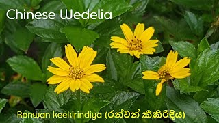 [Sri Lanka Wildflowers]열대식물Chinese WedeliaWedelia chinensisRanwan keekirindiyaPitabhrngarajah