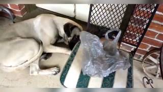 приколы кошки смешные топ видео 2014 животные кошки 27 приколы кошки смешные топ видео 2014 животные кошки 27