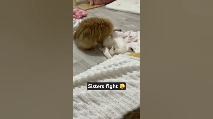 Watch the video about Sisters fight ! 🤣🤣 British longhair vs British shorthair