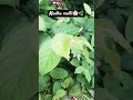 #beautiful #nature #madhumalti #flowers #ytshorts #ytviral #reels #plantlover @PlanetEarthINDIA