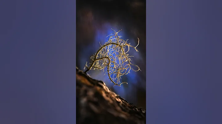 Mastering Macro Photography Lighting! 🌟#stepbystep