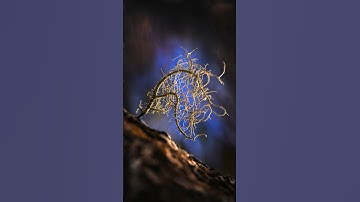 Mastering Macro Photography Lighting! 🌟#stepbystep