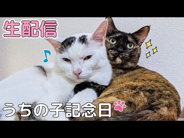 もも猫 チロモモうちの子3年記念生配信！ - YouTube
