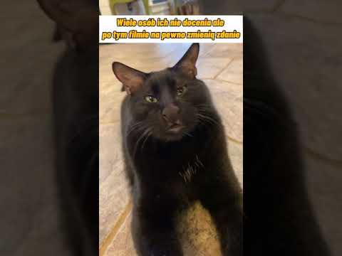 Wideo: Guzki Skórne (dermatozy Ziarniniakowe) U Kotów
