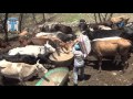 Alimentando a los barbaros de rancho la mision