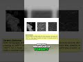 The Science of Cell Attachment in Biomedical Engineering #Biomaterials #Engineering