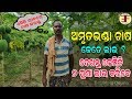 ଅମୃତଭଣ୍ଡା ଚାଷରେ କେମିତି ଅଧିକ ଲାଭ କରି ପାରିବେ (papaya farming in odisha).