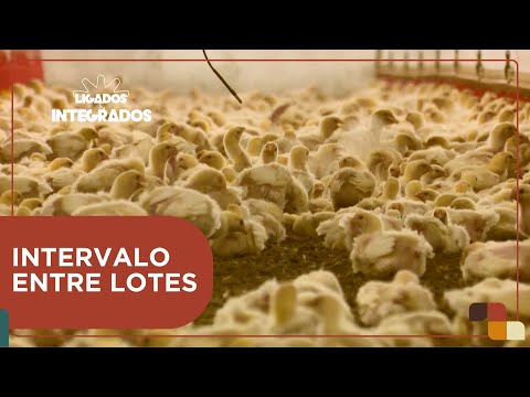 Intervalo entre lotes: Qual é a sua importância para a saúde das aves | Ligados&Integrados 21/03/24