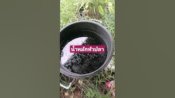 น้ำหมักหัวปลา #เกษตรอินทรีย์ #โคกหนองนาโมเดล #1ไร่พอเพียง #เกษตรพอเพียง #เกษตร #เกษตรยุคใหม่