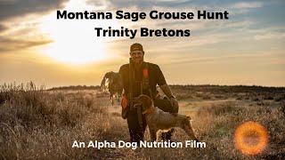 Hunting Montana's Uplands: The Sage Grouse by Alpha Dog Nutrition 8,046 views 1 year ago 15 minutes