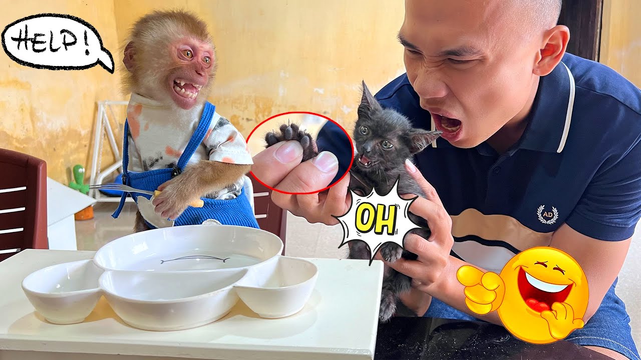 Киви плакал, потому что котенок его поцарапал, как папа быстро с этим справился?