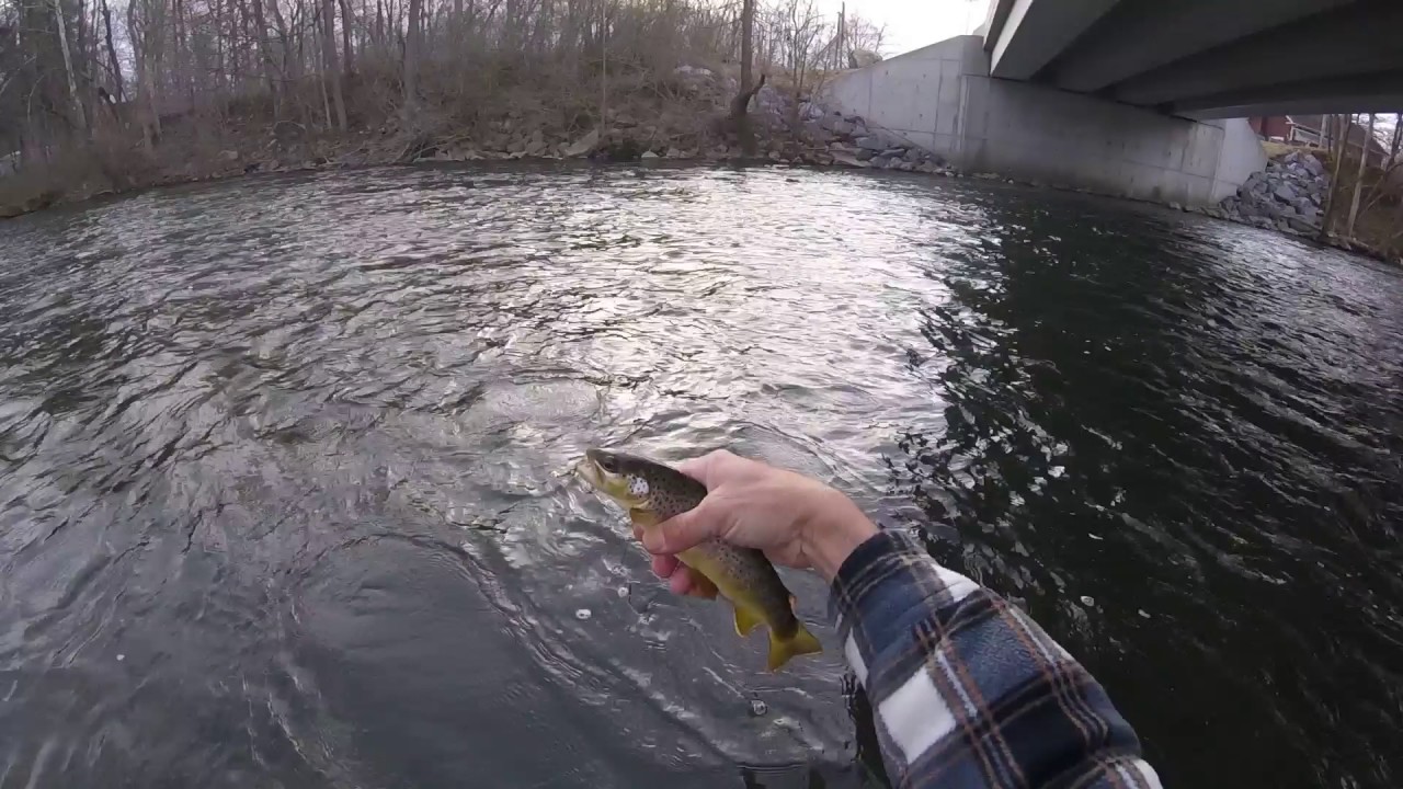 Little Juniata River Flyfishing, February 2017, "JUST MIDGING AROUND