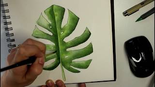 I hope you enjoy this video showing how paint a tropical leaf in
watercolor! the is monstera which very popular illustration world
rig...