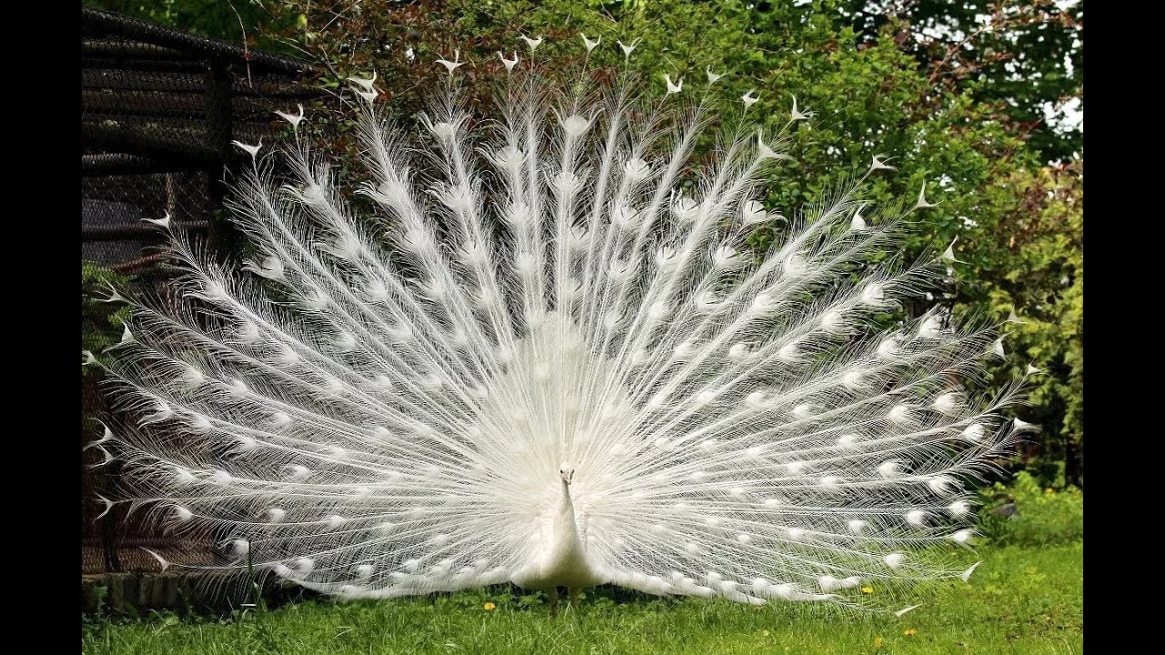 Белый павлин – удивительная птица