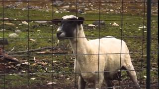 The Screaming Sheep Original Upload