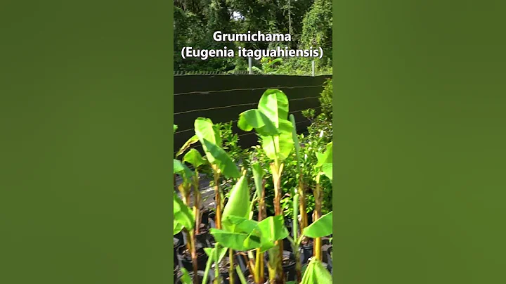 🍒Another awesome fruit tree for FL! Grumichama! The flowers smell like bacon #gardening #foodforest - DayDayNews