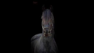 8 yr old Pregnant FULL PEDIGREE Friesian Mare for sale https://www.blacksterlingfriesians.com