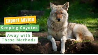 Keeping Coyotes Away: Effective Methods to Deter Coyotes Safely | The Guardians Choice