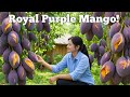 How to Harvest Royal Purple Mango | Complete Step-by-Step Process