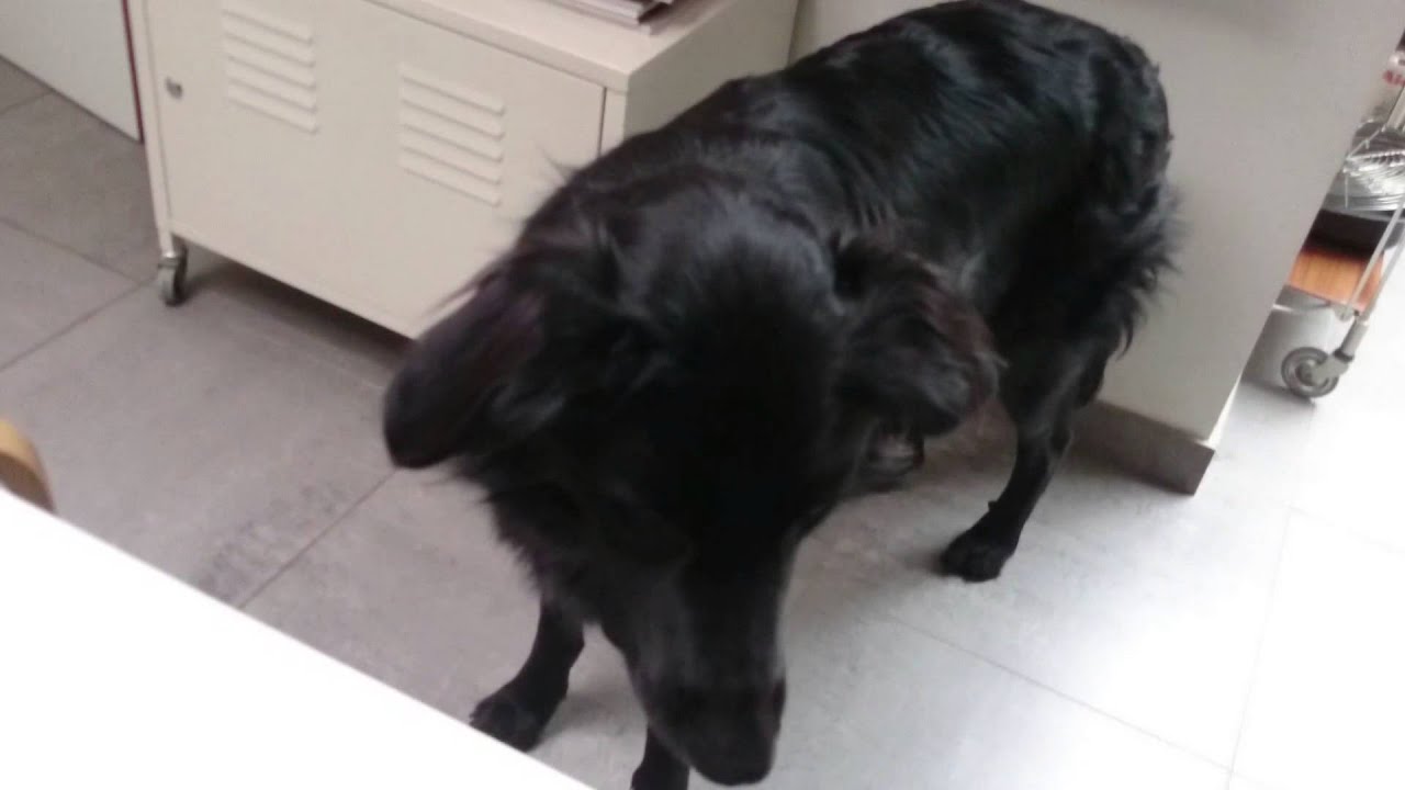 border collie flat coat retriever mix