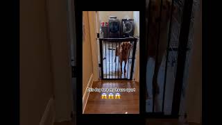 #funny #dogs #pet #dogscats#dogshorts #dog#doglover#doglife