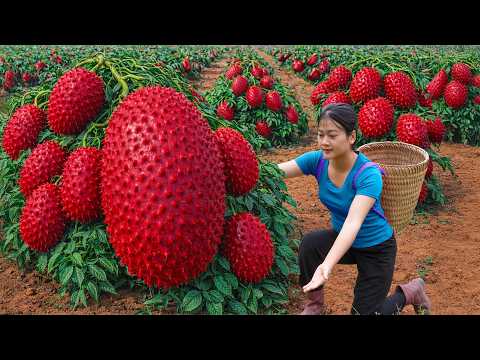Ly Trieu Ca: Harvesting Giant Red Soursop - First Time Ever Harvesting This Rare Fruit