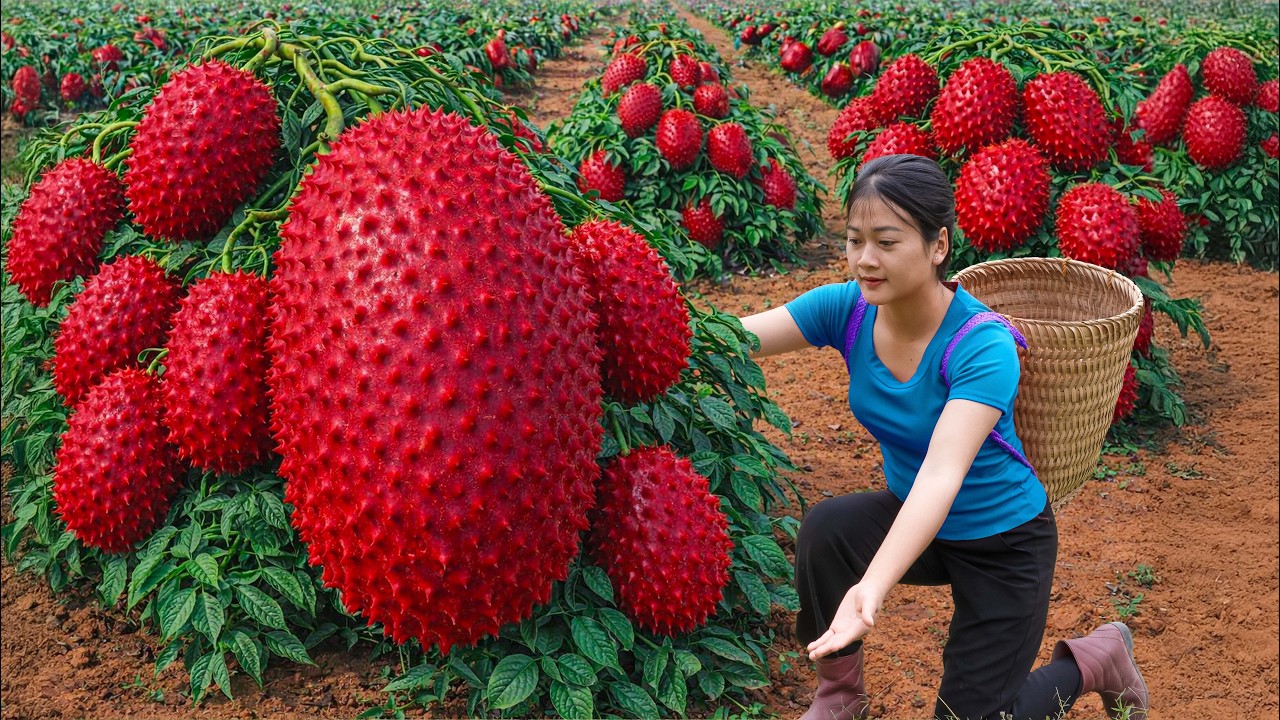 Ly Trieu Ca: Harvesting Giant Red Soursop - First Time Ever Harvesting This Rare Fruit