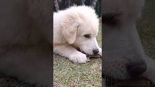 Cute Maremma Sheepdog #shorts #cutedog #cute #puppy