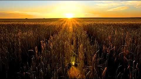 wheat field video