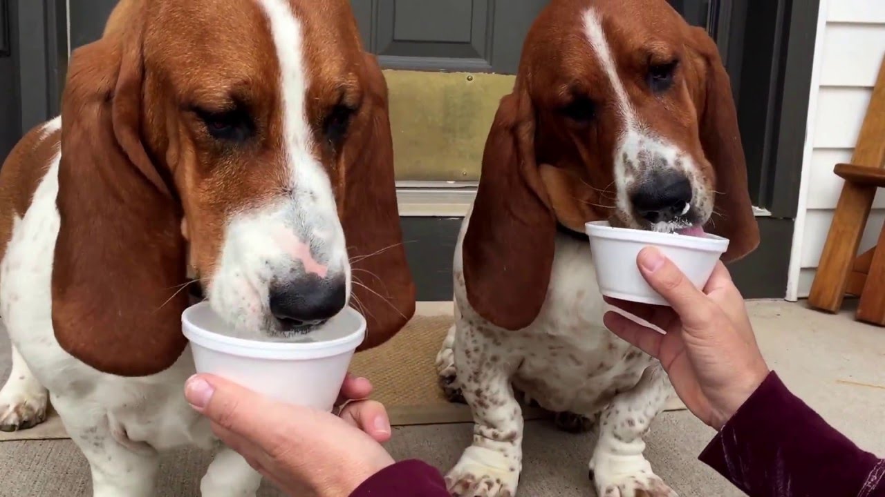 Resultado de imagen para basset hound ice cream