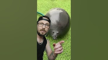 I Can MAKE You PASSOUT Are YOU Ready #shorts #eyetest #mindgame #satisfyingvideo #youtube