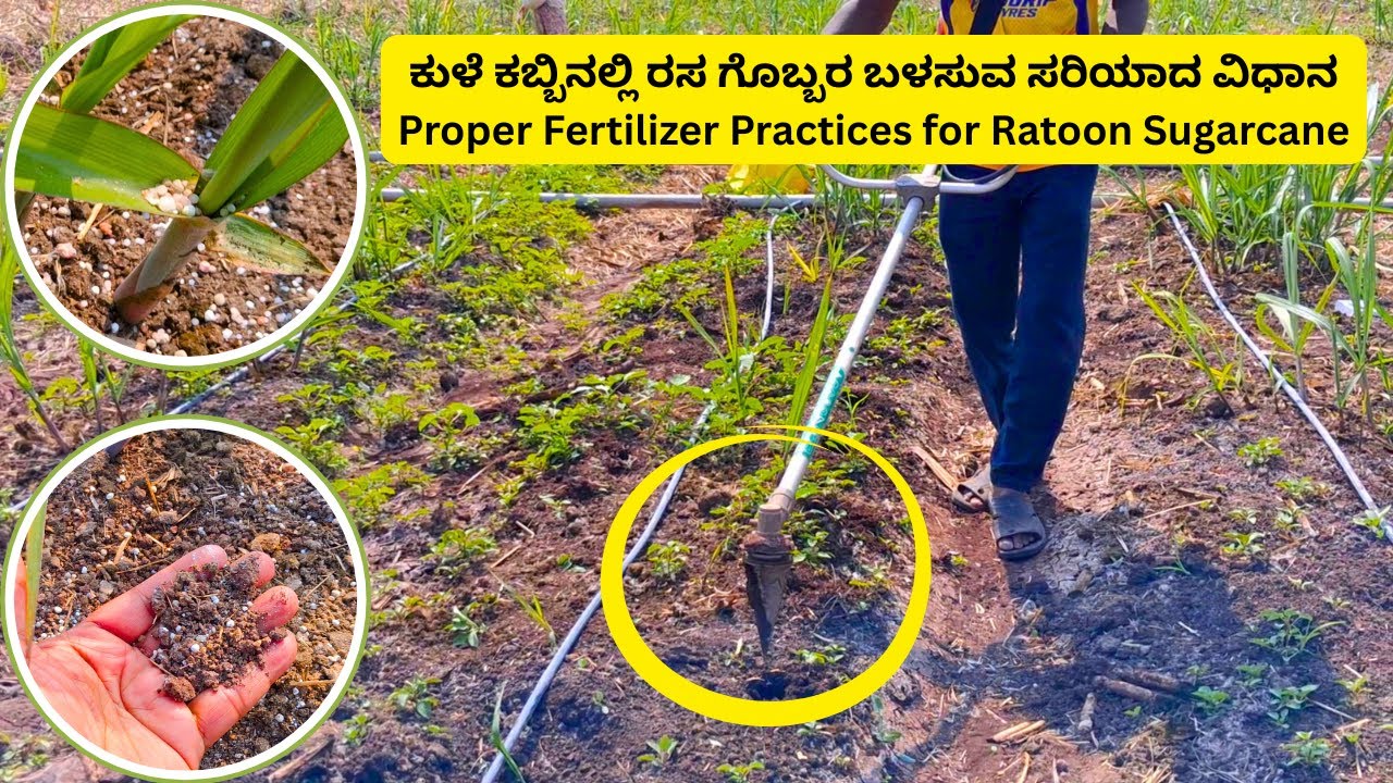 ಕುಳೆ ಕಬ್ಬಿನಲ್ಲಿ ರಸ ಗೊಬ್ಬರ ಬಳಸುವ ಸರಿಯಾದ ವಿಧಾನ | Proper Fertilizer Practices for Ratoon Sugarcane