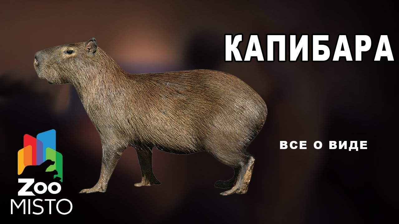 Капибара - Все о млекопитающем | Млекопитающее капибара - YouTube