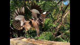 Myna Mayhem: 3 Birds, 1 Ledge, Zero Agreement