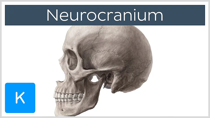 Neurocranium - Definition & Location - Human Anatomy | Kenhub