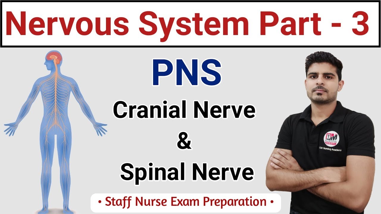 Cranial Nerves || PNS || Nervous System Part - 3 - YouTube