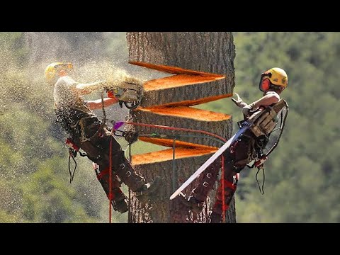Видео: Какие есть примеры обезлесения?