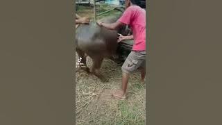 #ametiketu #kurban #ngakak