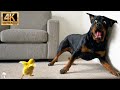Funny Dog Videos That Are Actually Impossible Not To Laugh At 🐶
