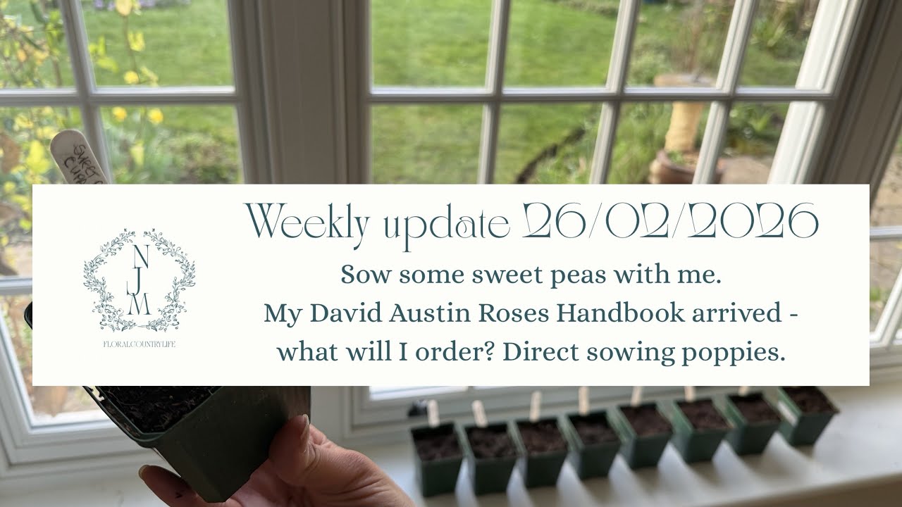 Sowing Sweet Peas and Poppies. My David Austin Roses Handbook Arrives. Weekly cottage garden update.