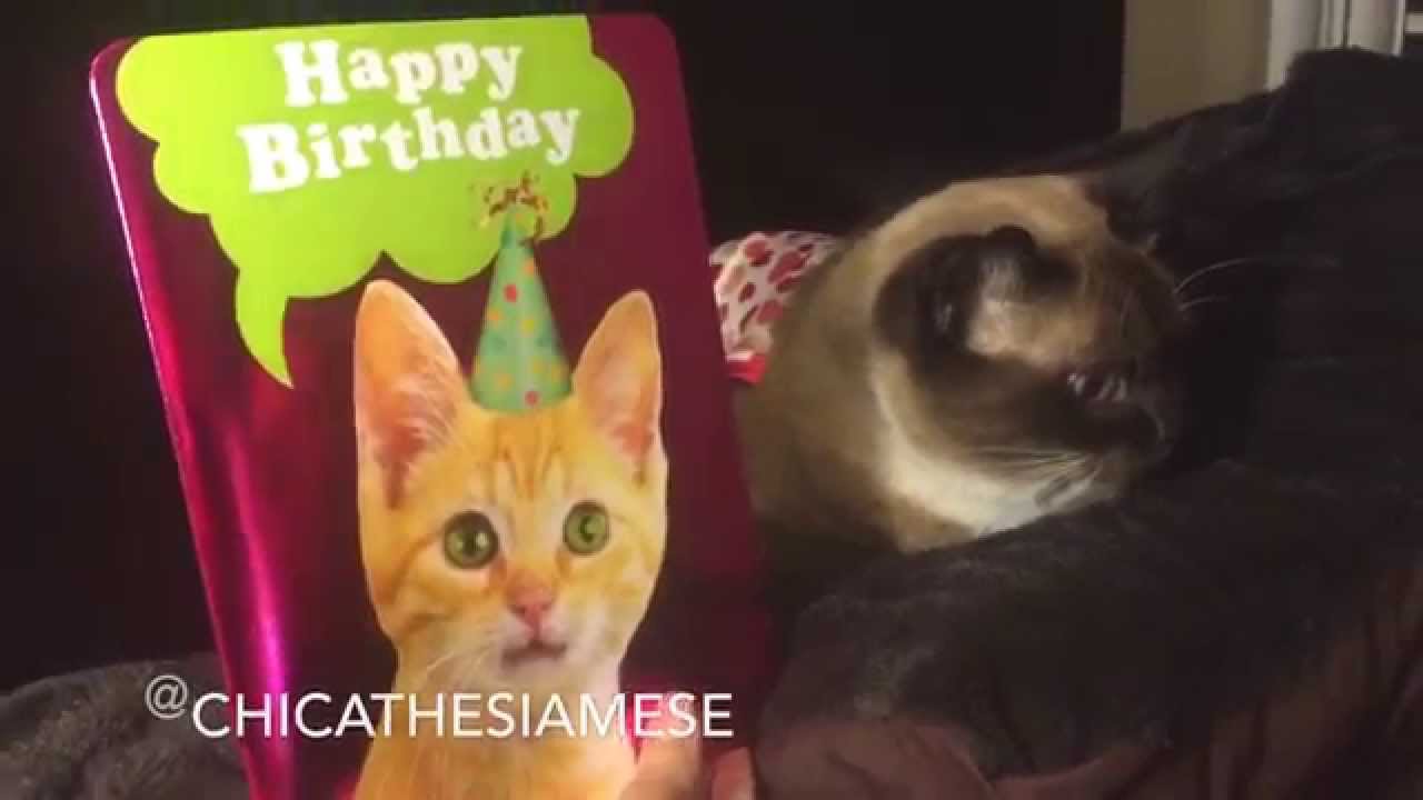 Kittens Singing Happy Birthday (card) - YouTube