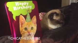 Kittens Singing Happy Birthday (card)