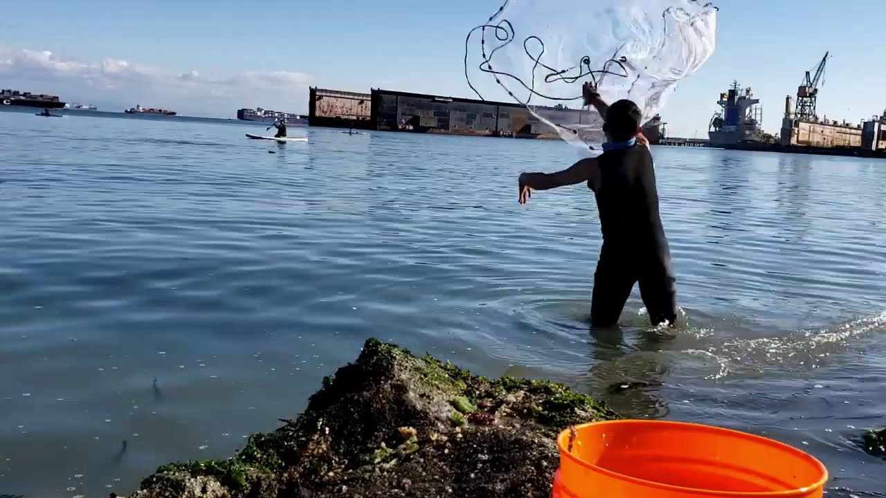 California HERRING SPAWN! / Cast Net Bait from SHORE??