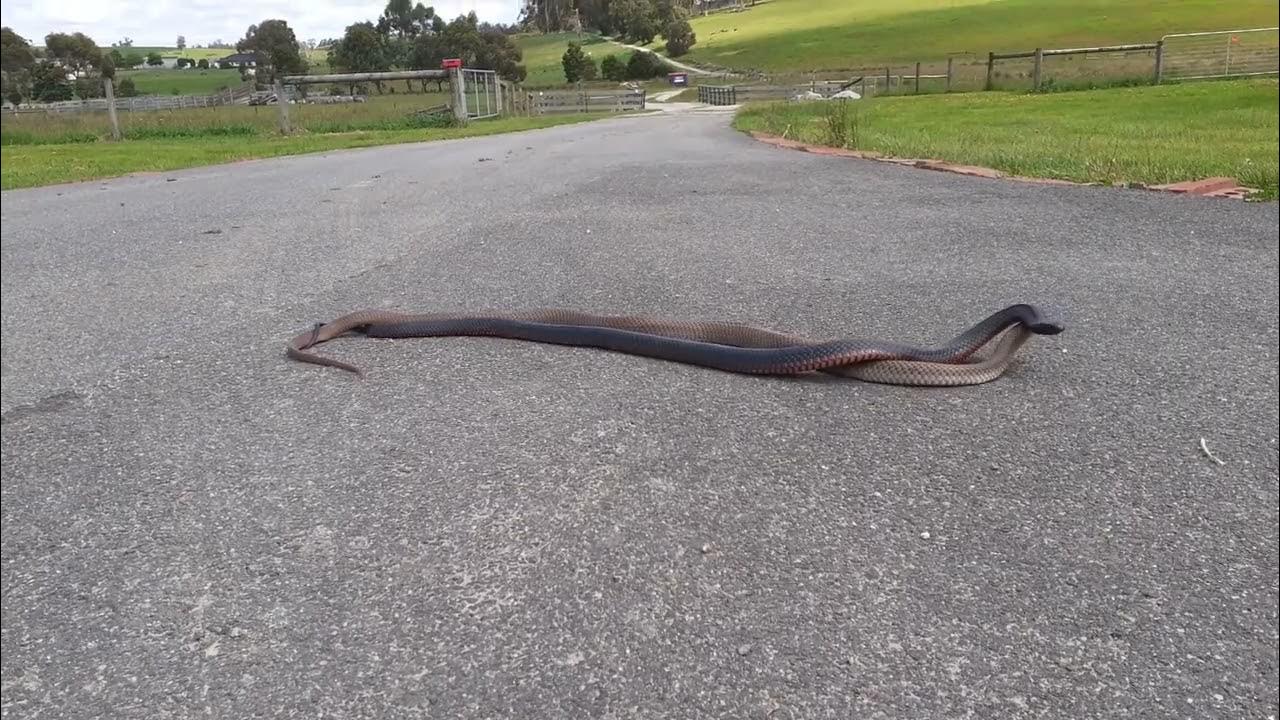 Cross Genus Combat Fighting in world's most Venomous Snakes! - YouTube