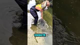 Why aren't janitor fish a pest in Japan?