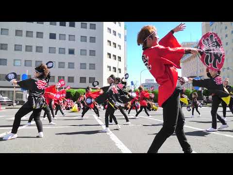 「 波桜 」安濃津よさこい2019【津駅前】