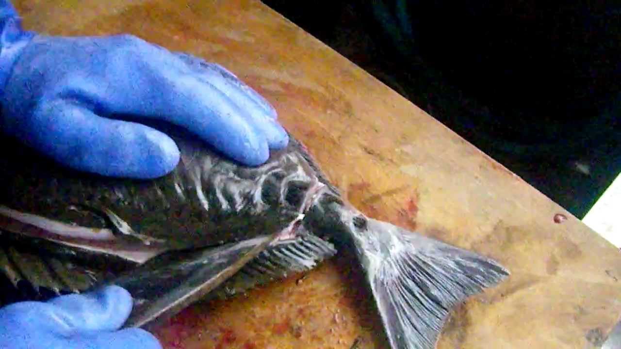 釣人には外道でも 冬場は脂が乗って美味い魚ニザダイ サンノジ を捌く 和歌山釣太郎 Youtube
